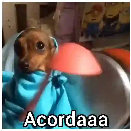 Figurinha: Acordaaa Cachorrinho