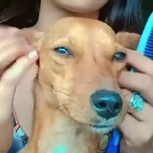 Figurinha: Cachorro Fazendo Carão