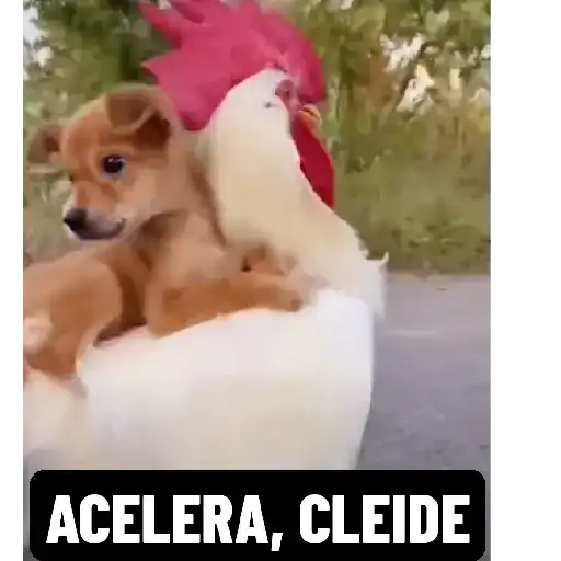 Figurinha: Cachorrinho em cima do galo