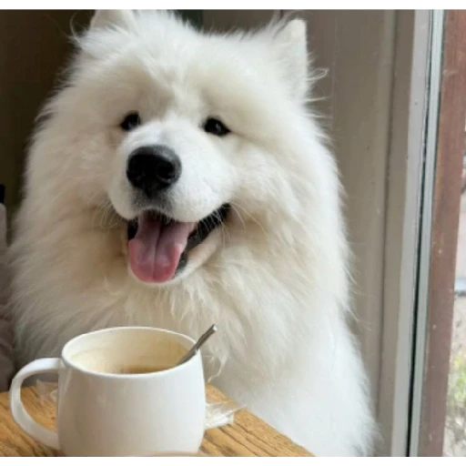Figurinha: Cachorro com café