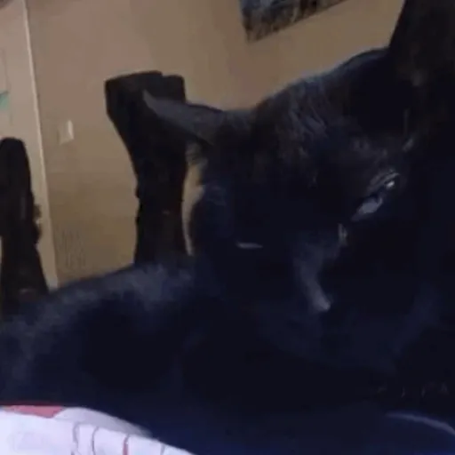 Figurinha: Gatinho sonolento