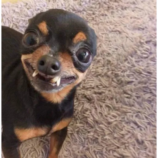 Figurinha: Cachorro com sorriso assustador