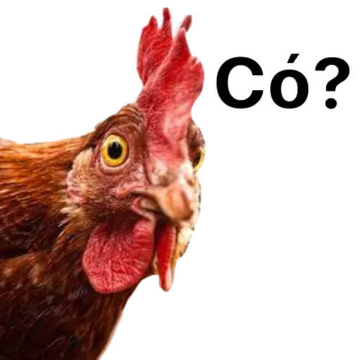 Figurinha: Galinha pergunto "Co?"