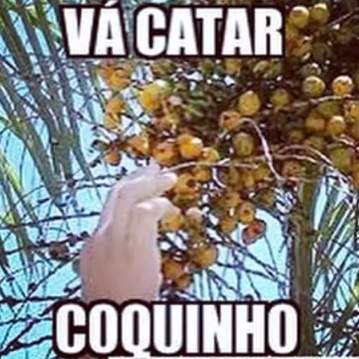 Figurinha: Vá catar coquinho