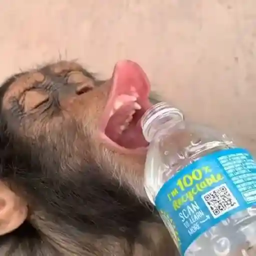 Figurinha: Macaco bebendo água