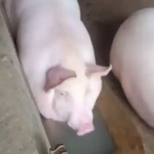 Figurinha: Porco e Cobra