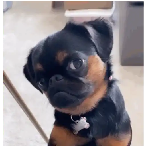 Figurinha: Cachorrinho desconfiado