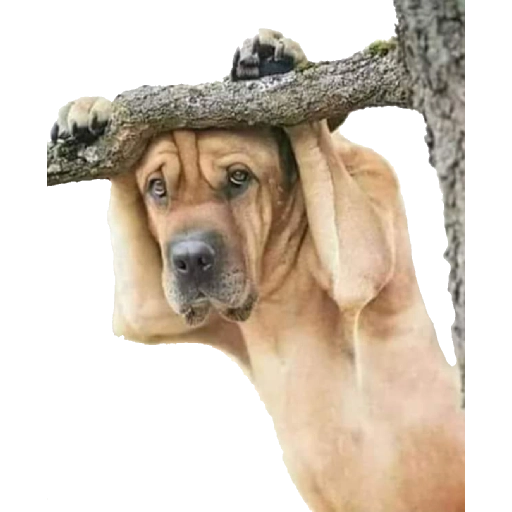 Figurinha: Cachorro segurando galho