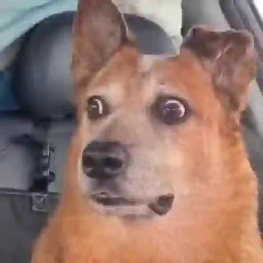 Figurinha: Cachorro assustado
