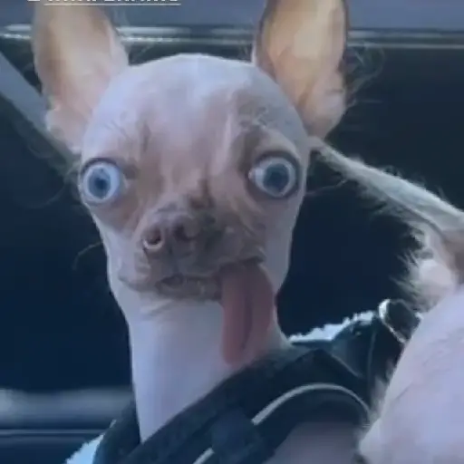 Figurinha: Cachorro expressivo