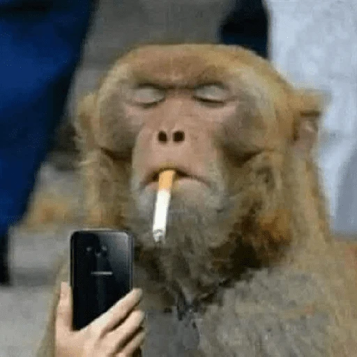 Figurinha: Macaco fumando e tirando selfie