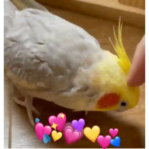 Figurinha: Cacatuo Fazendo Carinho