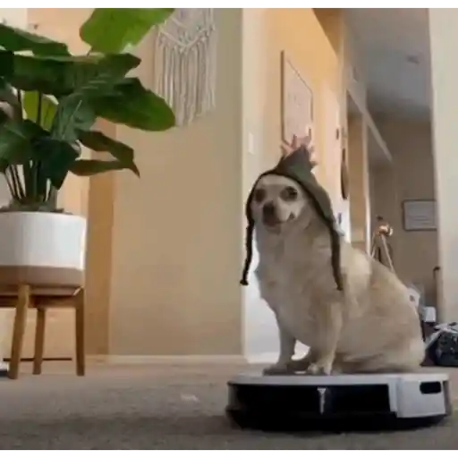 Figurinha: Cachorro no aspirador
