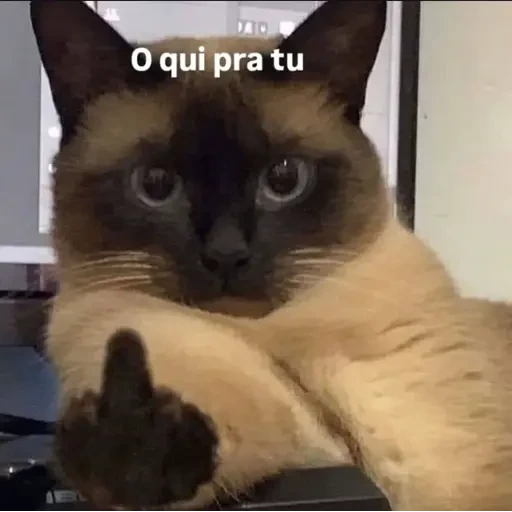 Figurinha: Gato mostrando o dedo