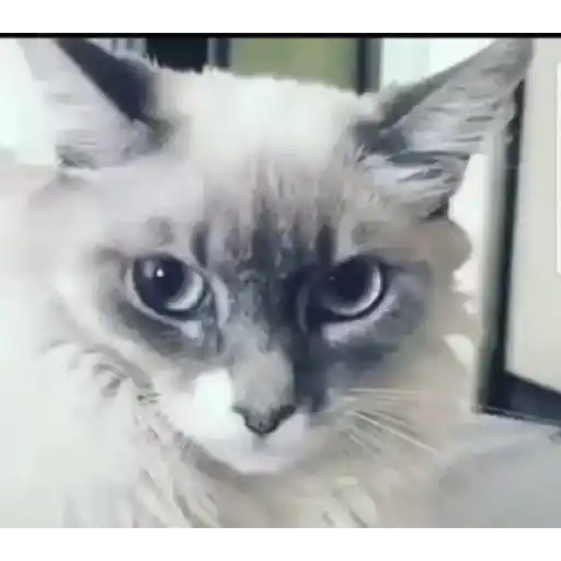 Figurinha: Gato assustado