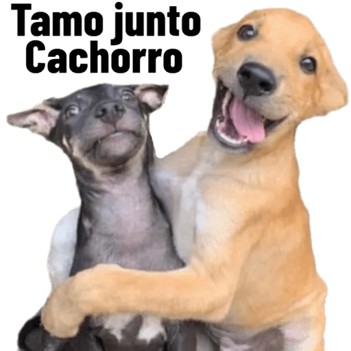 Figurinha: Tamo Junto Cachorro