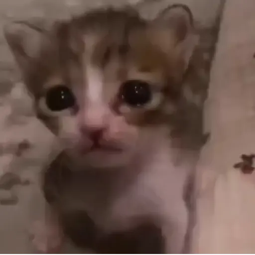 Figurinha: Gatinho chorando