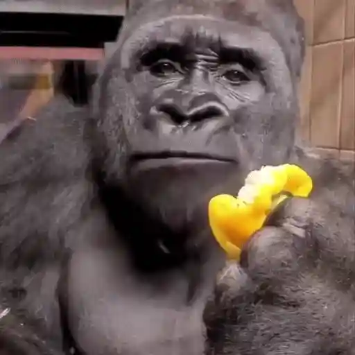 Figurinha: Gorila comendo pimentão