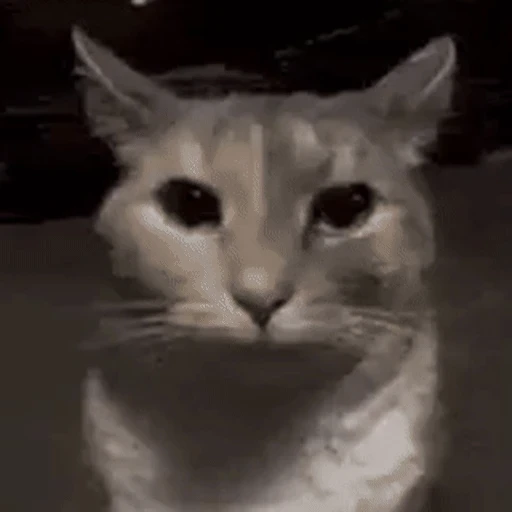 Figurinha: Gato assustado