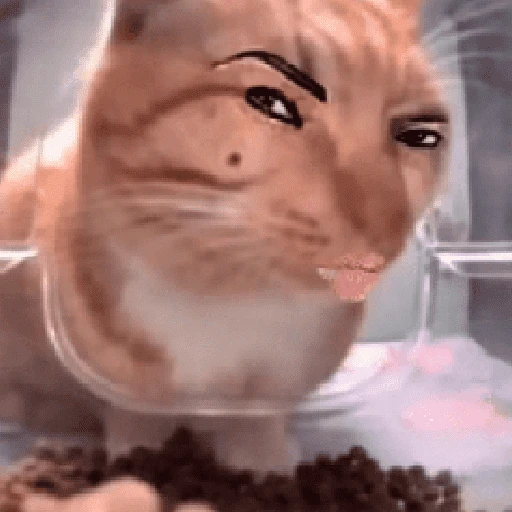 Figurinha: Gato com sobrancelhas