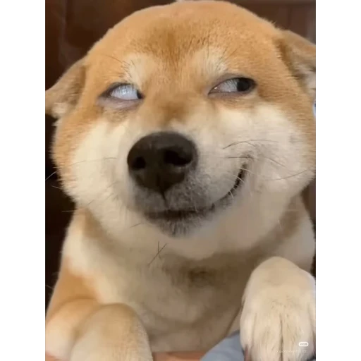 Sticker: Perro sarcástico
