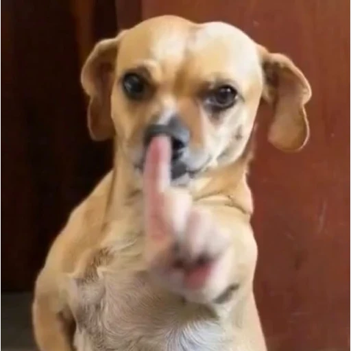 Sticker: Perro pidiendo silencio