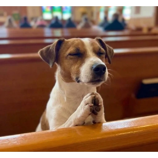 Sticker: Puppy Praying