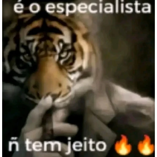 Figurinha: É o especialista