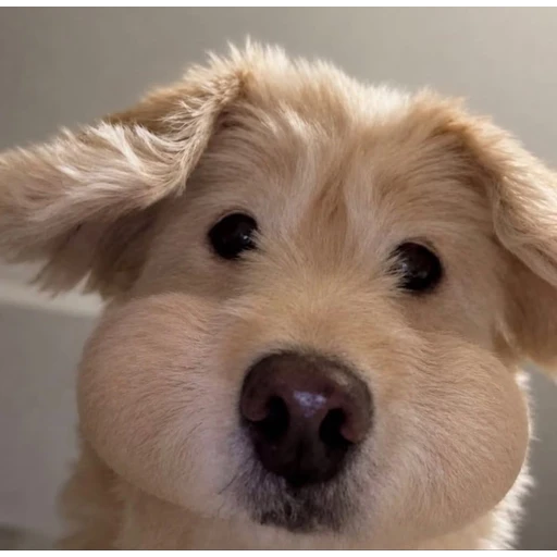 Sticker: Dog with cheeks