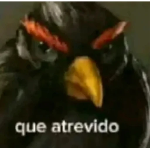 Figurinha: Que atrevido