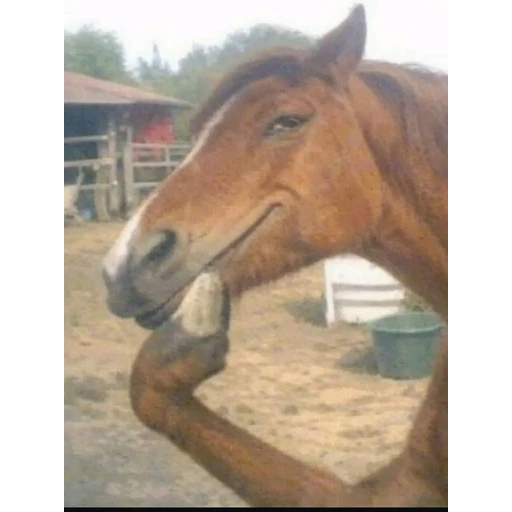 Figurinha: Cavalo pensador