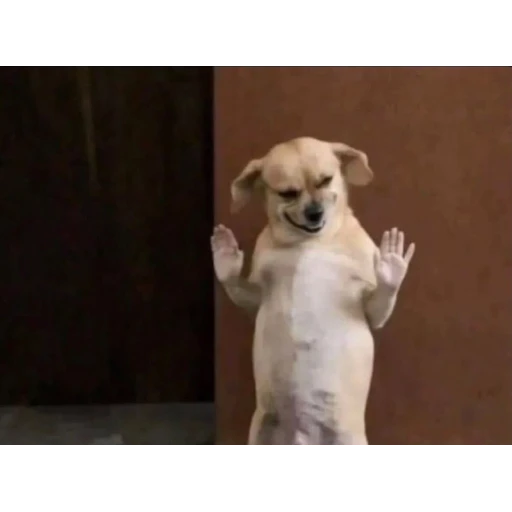 Sticker: Surrendering puppy