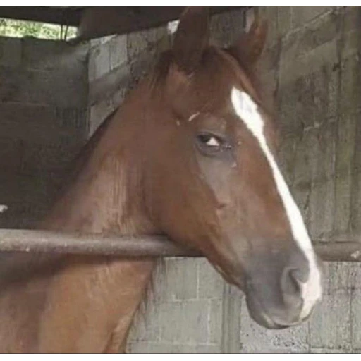 Figurinha: Cavalo com olhar desconfiado