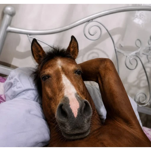 Sticker: Relaxed Horse