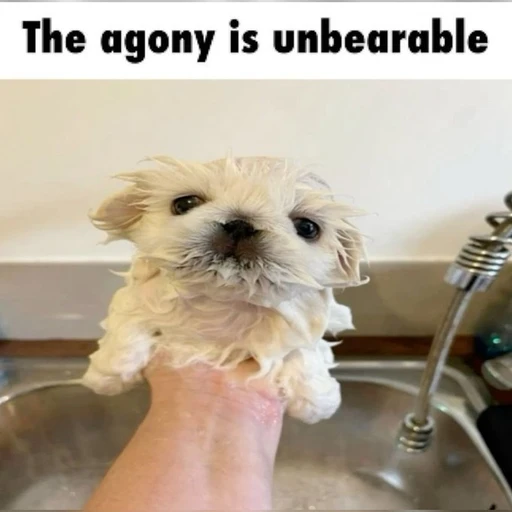 Sticker: Wet puppy in agony