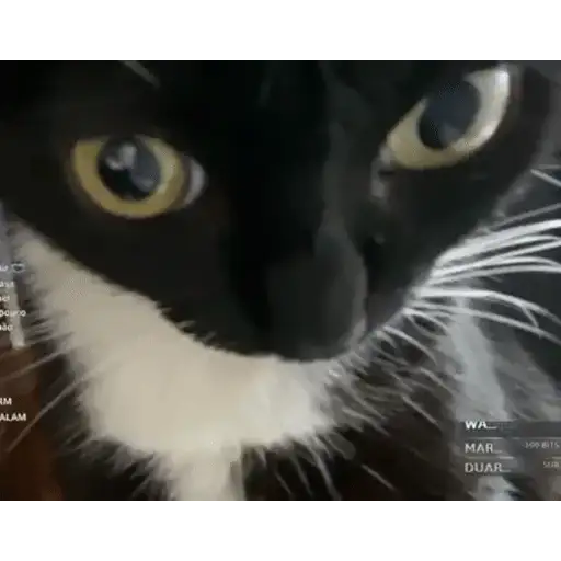 Figurinha: Gato curioso em stream