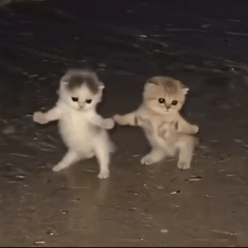 Figurinha: Gatinhos dancando