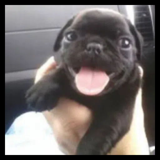 Figurinha: Filhote de Pug Feliz
