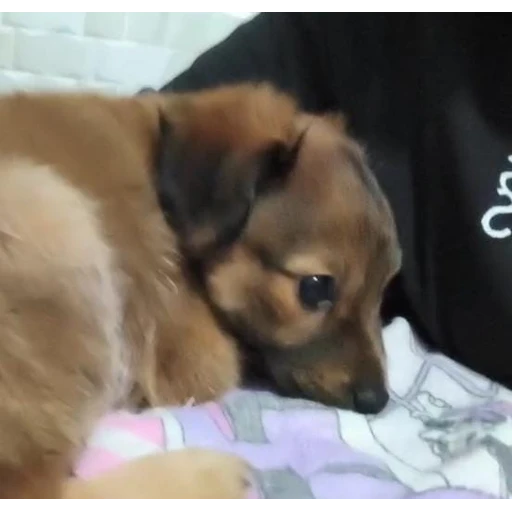 Figurinha: Cachorrinho fofinho