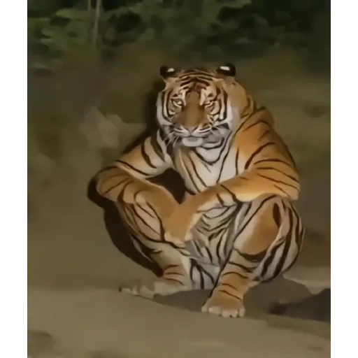 Figurinha: Tigre Musculoso Sentado