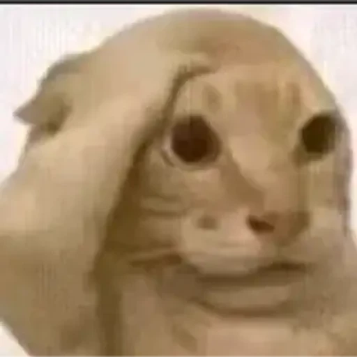 Figurinha: Gato pensativo
