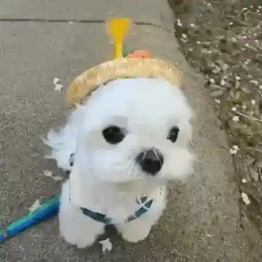 Figurinha: Cachorrinho fofo com chapéu