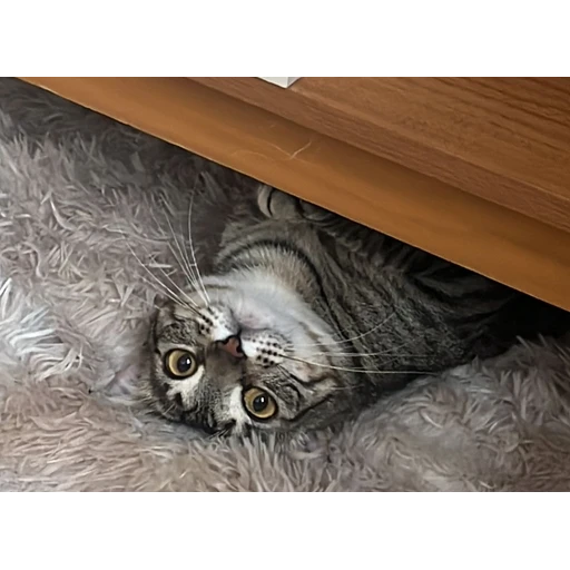Figurinha: Gato escondido