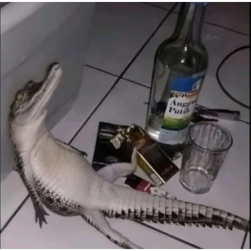 Sticker: Relaxed Gator