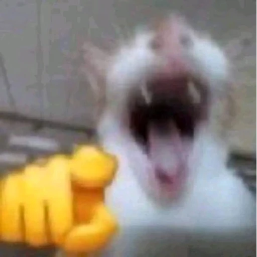 Figurinha: Gato apontando