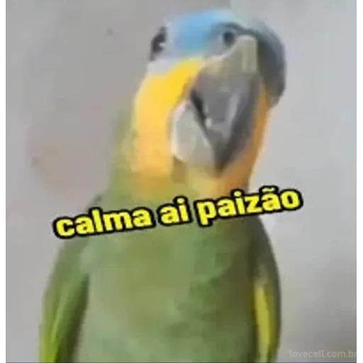 Sticker: Tranquilo amigo