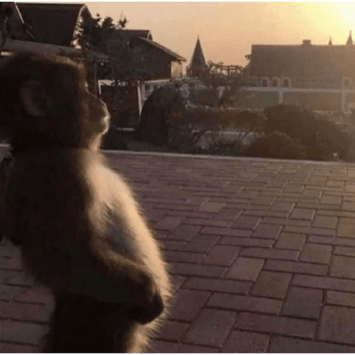 Sticker: Contemplative monkey