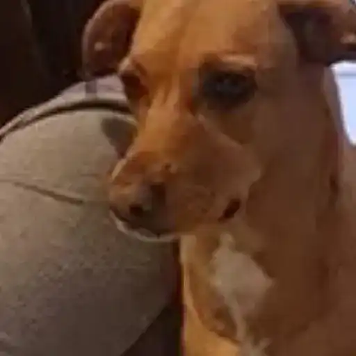 Figurinha: Cachorro zangado e depois calmo