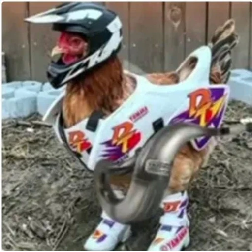 Figurinha: Galinha Motociclista Yamaha DT