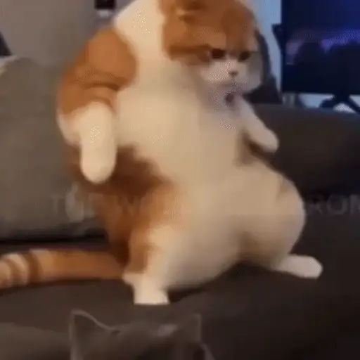 Figurinha: Gato em pé engraçado